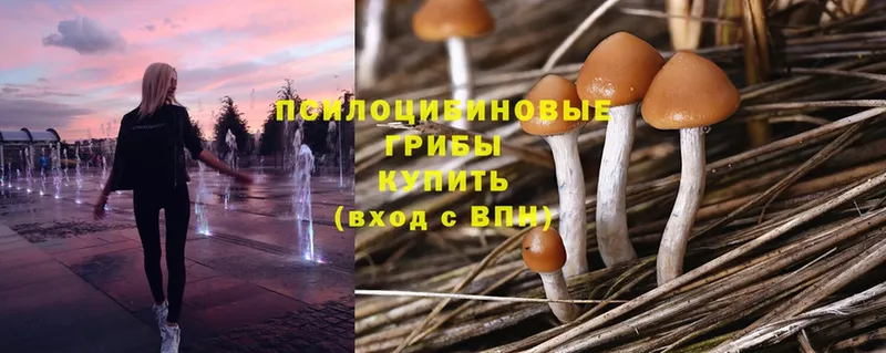 Псилоцибиновые грибы Psilocybine cubensis  Дубовка 